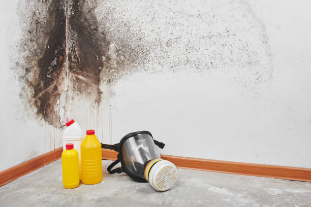 Mold Removal and Inspection in Zephyrhills West, FL