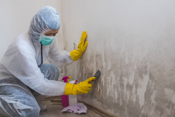 Reliable Zephyrhills West, FL Mold Removal Solutions