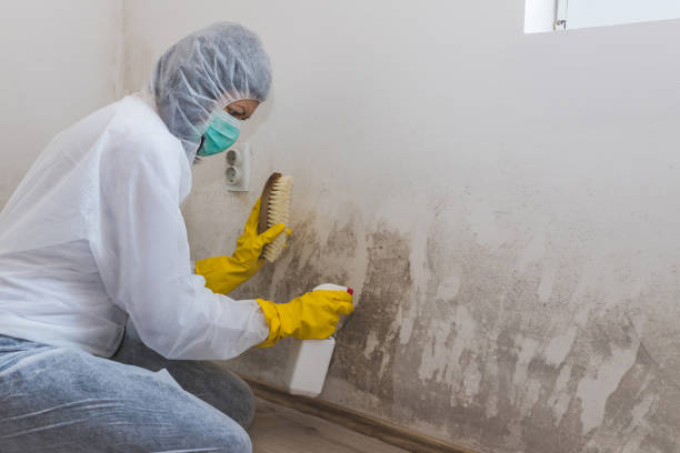 Best Residential Mold Removal  in Zephyrhills West, FL