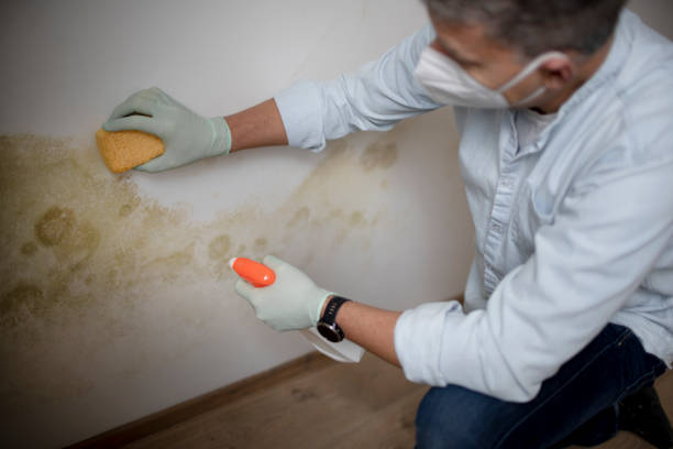 Best Mold Removal and Inspection  in Zephyrhills West, FL