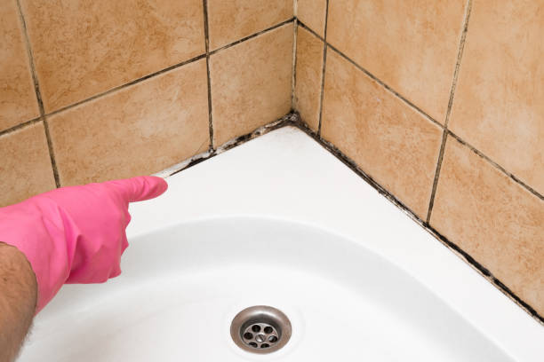 Best Mold Cleaning Services  in Zephyrhills West, FL